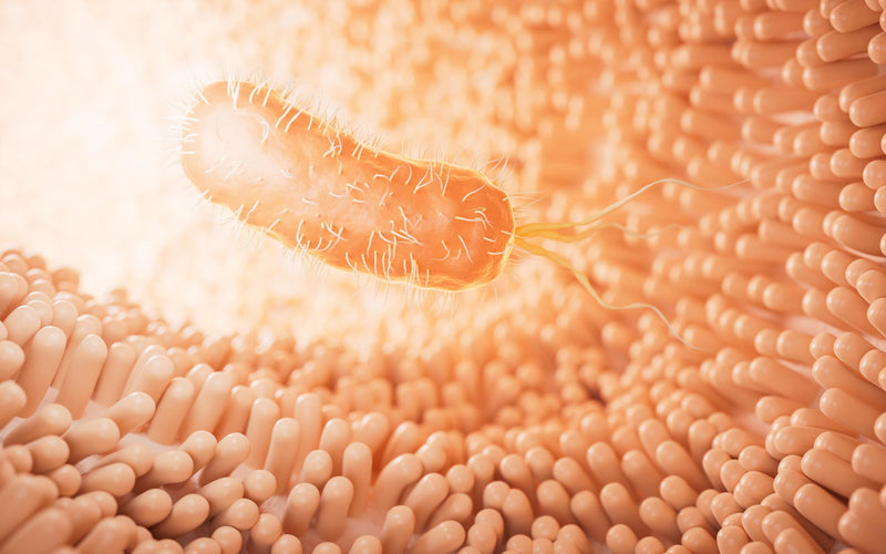 Microbial adhesion structures