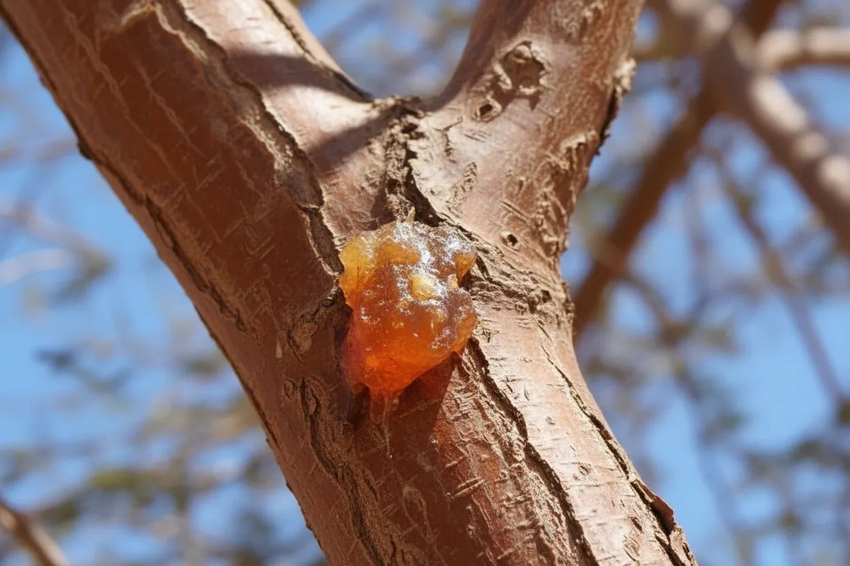 Acacia fibre