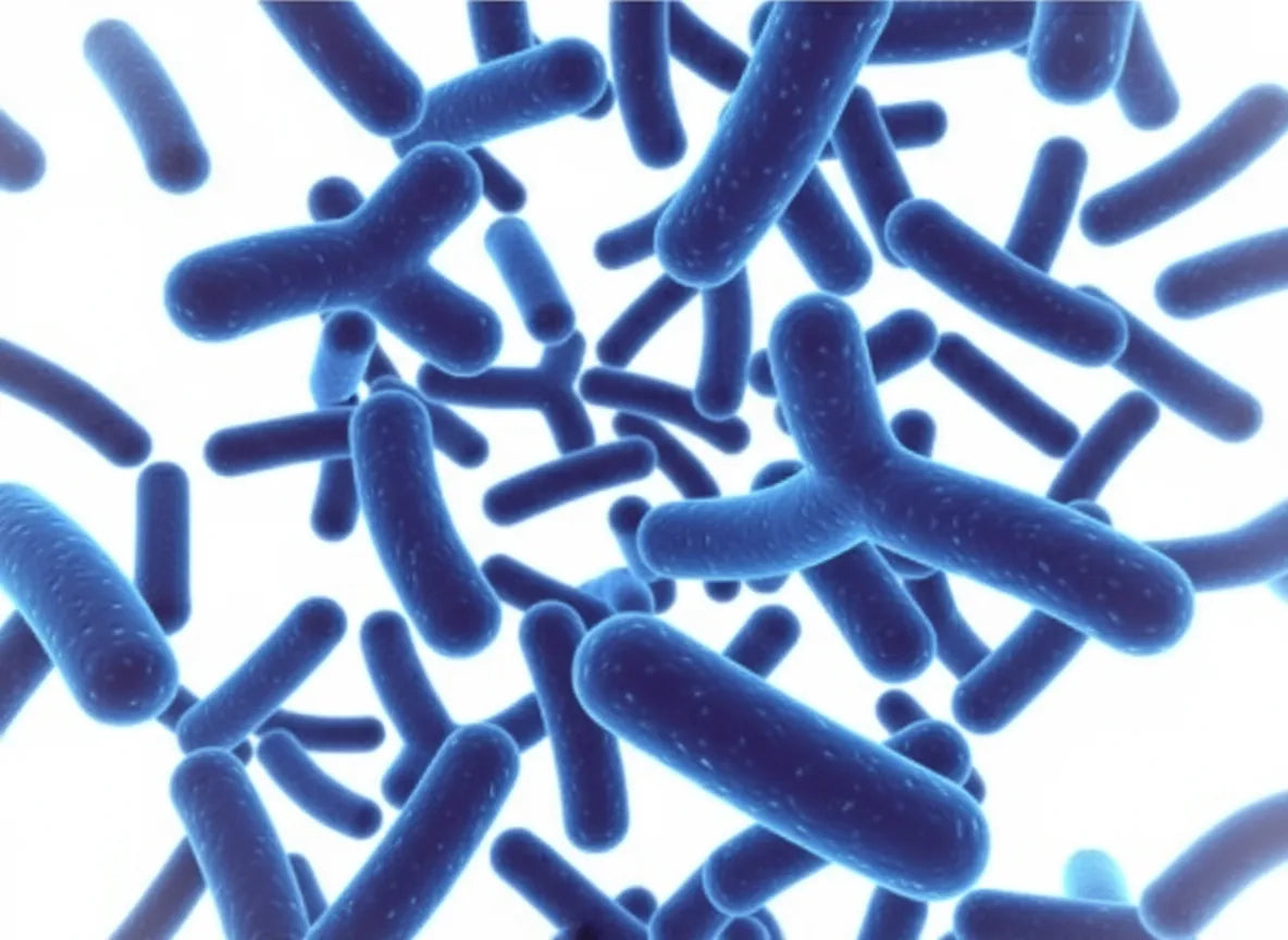 Bifidobacterium bifidum