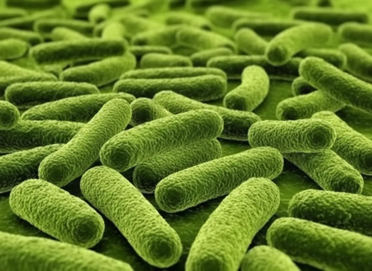 Lactobacillus paracasei