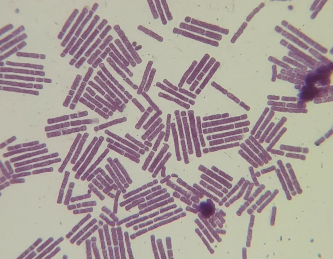 Lactobacillus reuteri