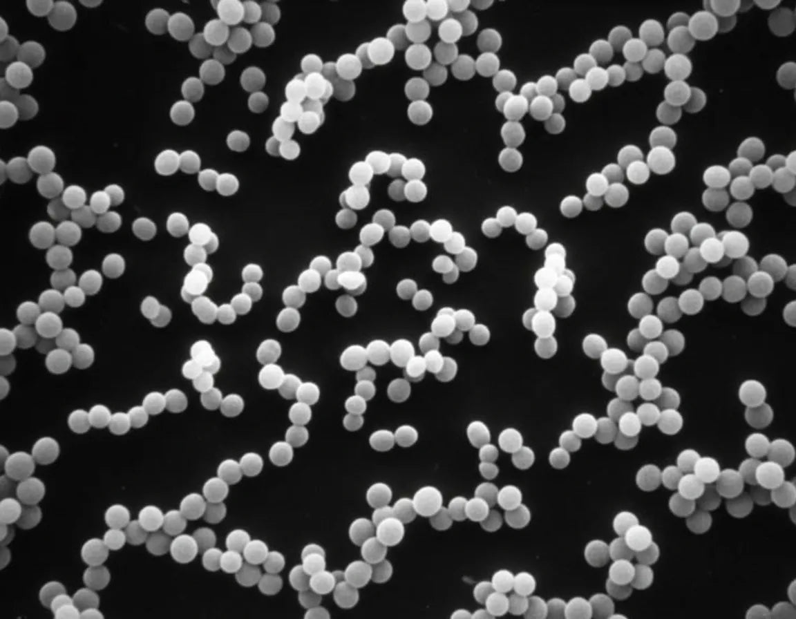 Lactococcus lactis subsp. lactis