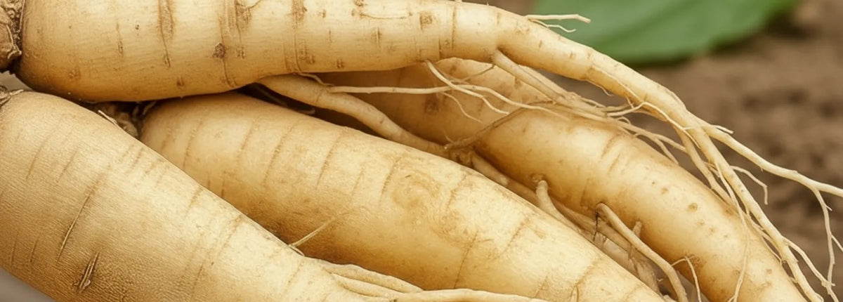 Panax Ginseng Extract
