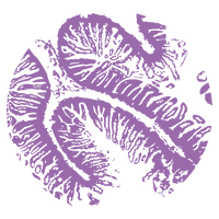 Purple abstract pattern inspired by the folds of the intestine.